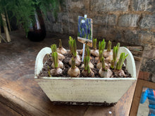 Load image into Gallery viewer, Lockdown 3.0 Bulb collection