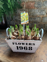 Load image into Gallery viewer, Lockdown 3.0 Bulb collection