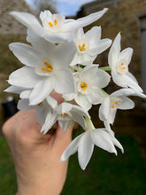 Load image into Gallery viewer, 14/01/22 Spring blooms 2022 (2)