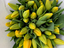 Load image into Gallery viewer, 14/01/22 Spring blooms 2022 (2)