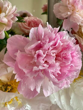 Load image into Gallery viewer, 21/5/20 Peony, Sweet William & Alstroemeria Bouquet 100% British grown blooms