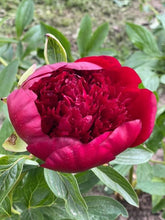 Load image into Gallery viewer, 21/5/20 Peony, Sweet William & Alstroemeria Bouquet 100% British grown blooms