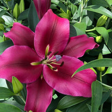 Load image into Gallery viewer, 17/07/20 Lily and hydrangea Bouquet 100% British grown blooms