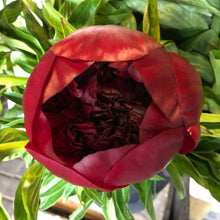 Load image into Gallery viewer, 29/5/20 Peony and May flowers Bouquet 100% British grown blooms