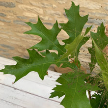 Load image into Gallery viewer, 25/09/20 Tess's dahlias and soft summer / autumn tones.