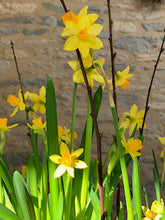 Load image into Gallery viewer, 14/01/22 Spring blooms 2022 (2)