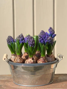 Mother's Day 2022 Hyacinth Blue star bowl with optional zinc planter.