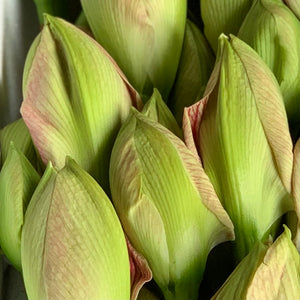 11/12/20 Amaryllis and eucalyptus.