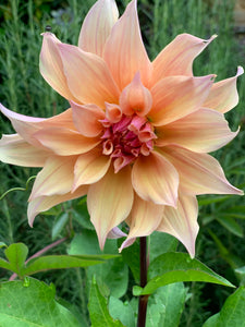 01/10/20 Tess's dahlias and soft summer / autumn tones.