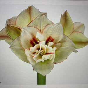 06/11/20  Lockdown 2.0 Amaryllis Special bundle