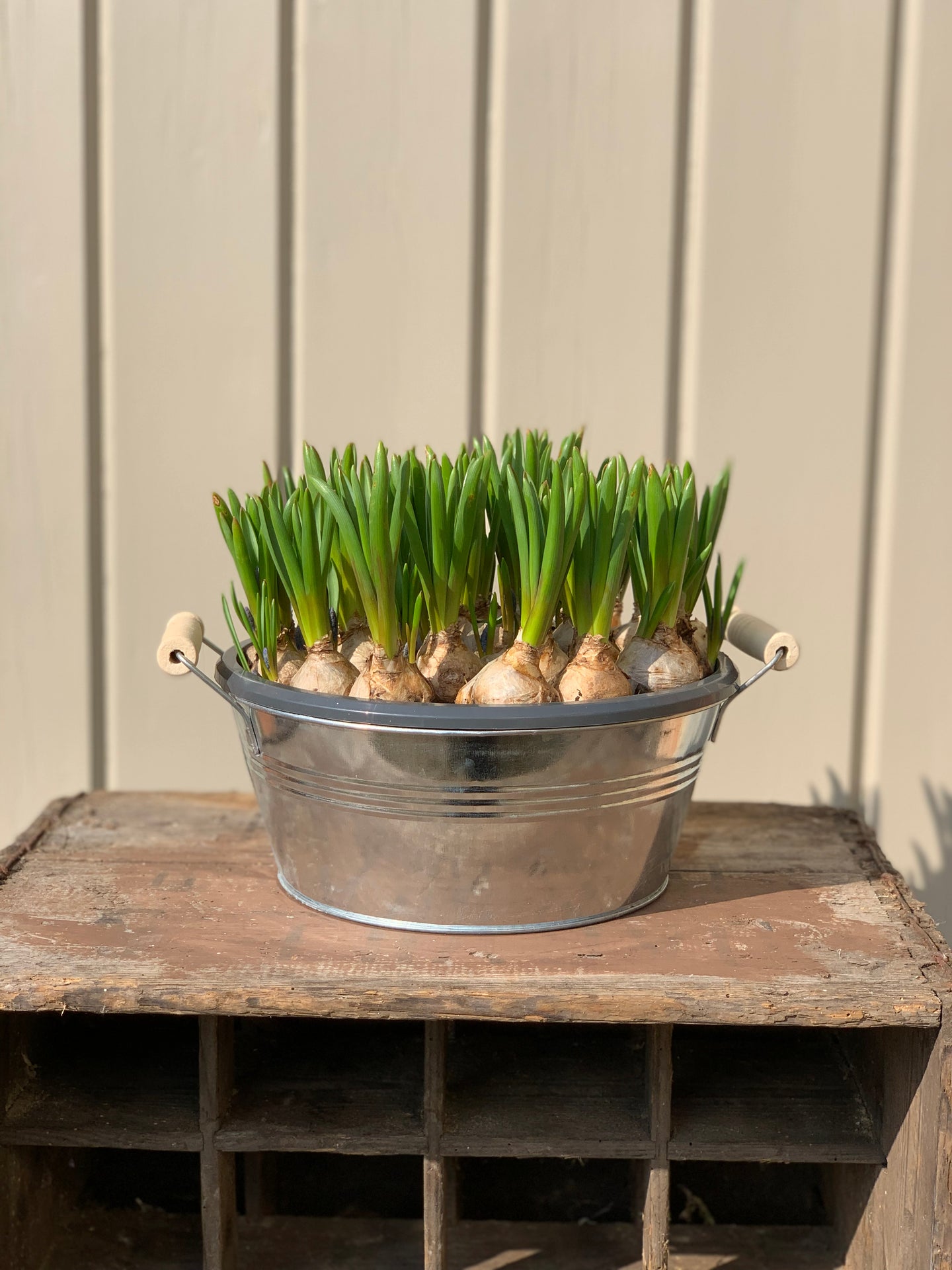 Mother's Day 2022 Muscari Big Smile bowl with optional zinc planter.