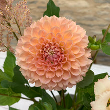 Load image into Gallery viewer, 25/09/20 Tess&#39;s dahlias and soft summer / autumn tones.