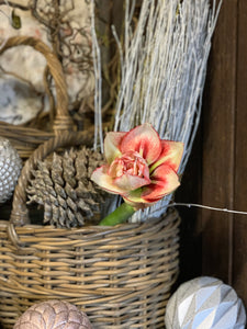 27/11/20  Simply amaryllis, wax flower and eucalyptus