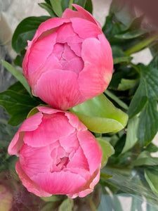 21/5/20 Peony, Sweet William & Alstroemeria Bouquet 100% British grown blooms