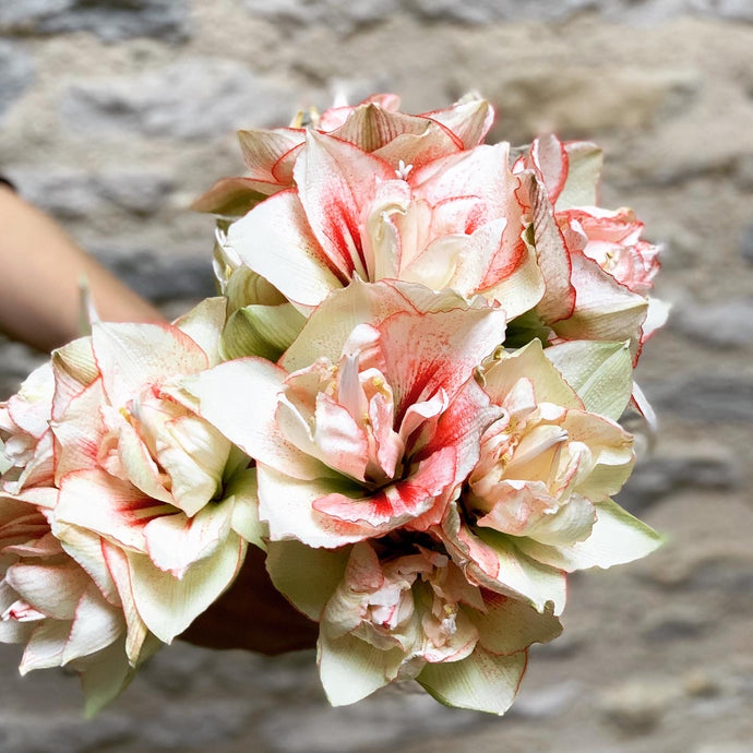 04/12/20  Amaryllis and eucalyptus.