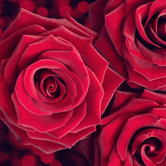 Valentine 2021: 12 Red Naomi rose bouquet.